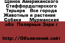 Щенок Американского Стаффордштирского Терьера - Все города Животные и растения » Собаки   . Мурманская обл.,Полярные Зори г.